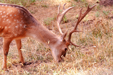 Deer grazes in the meadow. Deer eats grass. Young deer in the park.