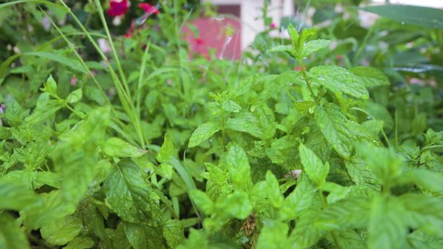 Pianta di menta curativa