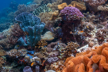 Coral reef South Pacific