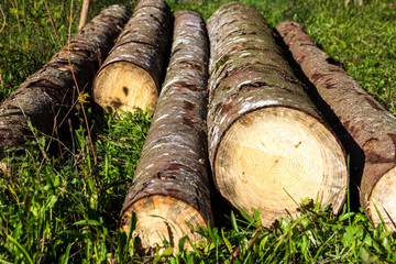 Baumstämme in der Wiese