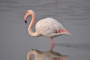 Flamingi różowe na Sardynii