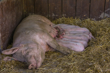 Mutterschwein mit Ferckel