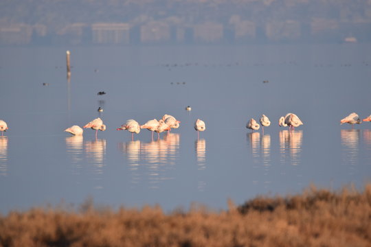 Flamingi r&oacute;żowe na Sardynii