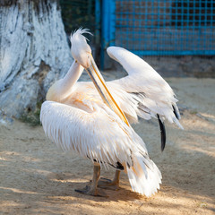Pelican at the zoo