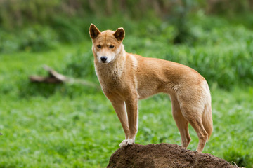 Dingo