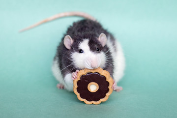 Black and white rat nibbles chocolate cookies on a green background