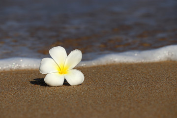 Fototapeta na wymiar Plumeria flower on a sand of beach against the rolling sea wave. Concept of a romantic vacation and travel, tropical background