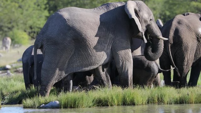 Elephants at a waterhole