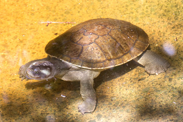 Kreffts Turtle in pond near Cairns in Tropical North Queensland, Australia