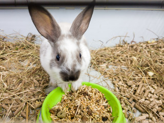 Home decorative rabbit in a gray cage of gray-white color. Rabbit eats from a green bowl. A series...