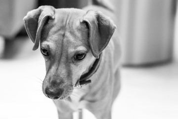 portrait of a dog in black and white
