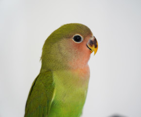 Rosy faced love bird