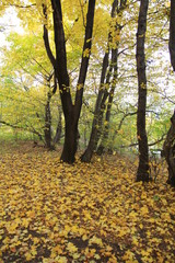 Unedited autumn pictures of the popular Hungarian park called Normafa