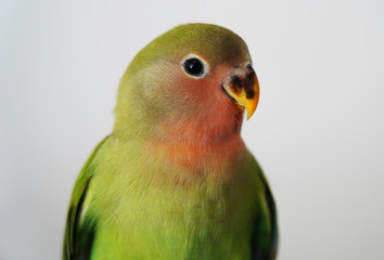 Rosy faced love bird