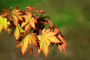 Maple leaves changing colour in the fall