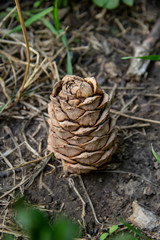 cedar cone on the ground