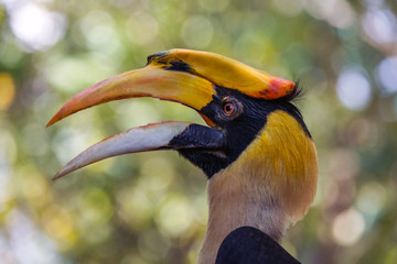 Faces of Bird Great Hornbill (Buceros bicornis) in a natural forest.