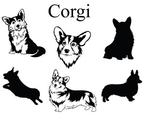 Set of corgi. Collection of pedigree dogs. Black and white illustration of a dog corgi. Vector drawing of a pet. Tattoo.
