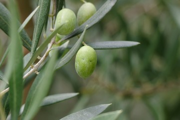 オリーブの実