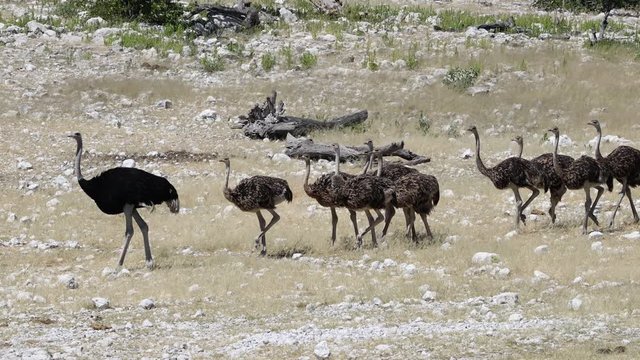 An ostrich family