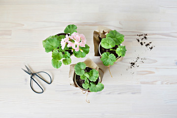 Pelargonium pink house plant, black steel scissors and soil on wooden table	