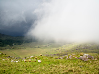 Valley with mist on kerry peninsula in ireland with sheep