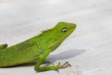 Portrait of a small green iguana in profile on tropical island Bali, Indonesia. Close up, macro