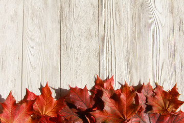 Naklejka na ściany i meble Fall leaves background. Welcome Autumn concept. Red maple leaves on white wooden table. September, October, November, thanksgiving