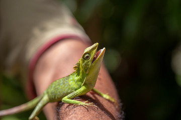 Portrait of a small green iguana on a man hand on a tropical island of Bali, Indonesia. Close up, macro