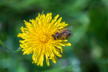 Dandelion, taraxacum officinale. Wild yellow flower and bee in nature, close up, top view. Ukraine