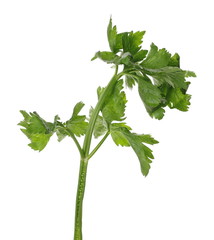 Fresh celery isolated on white background with clipping path