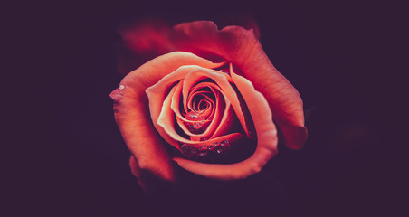 Rose flower  in red color tone