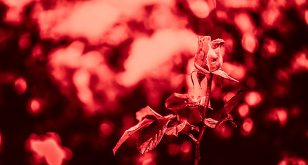 Rose flower  in red color tone