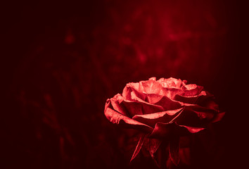Rose flower  in red color tone