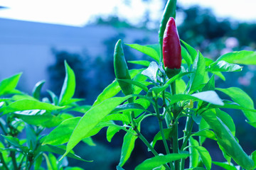 Primo piano di una pianta di peperoncini rossi e verdi, piante e fiori