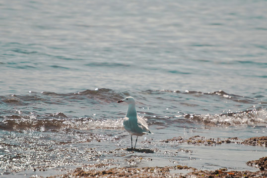 Gaviota disfrutando de la playa de Punta Prima