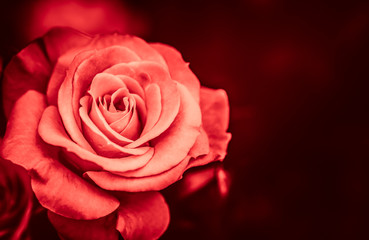 Rose flower  in red color tone