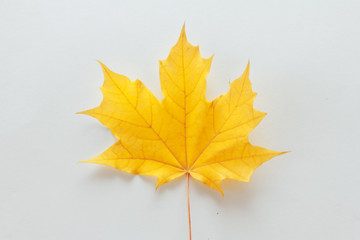 Maple leaf isolated on white background. Yellow fall foliage concept. Meet Autumn, September, October, November, pattern