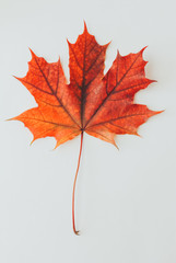 Maple leaf isolated on white background. Red  fall foliage concept. Meet Autumn, September, October, November, pattern
