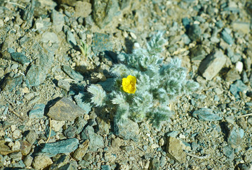 Mongolian Pulsatilla orientali-sibirica