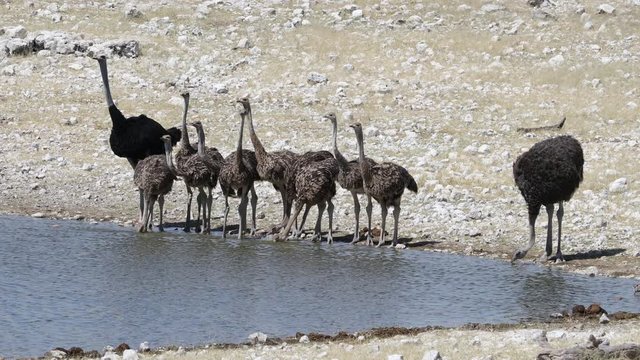 An ostrich family