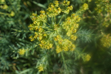 yellow flowers in the garden