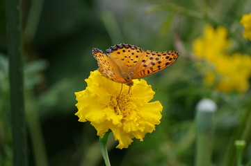 マリーゴールドの花の蜜を吸っている蝶