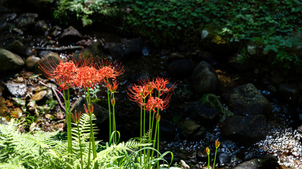 樹木公園の彼岸花