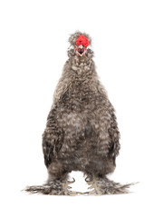 Singing Chinese cockerel isolated on a white background.