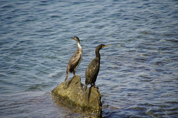 Waterfowl. Black balkans are sitting on the rocks in the middle of the sea. A warm sunny day in September. Silhouettes of animals on a background of water.