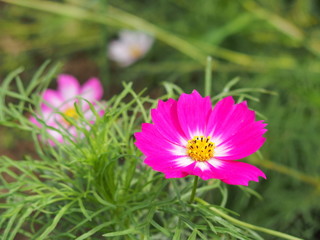 Obraz premium 野原に咲くコスモス