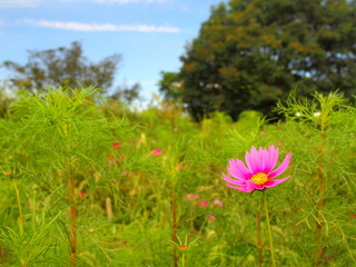 コスモス咲く江戸川河川敷風景