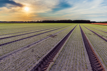 Tractor tracks on the field where the plants are starting to grow shows the perfect lines drawn with modern precision farming