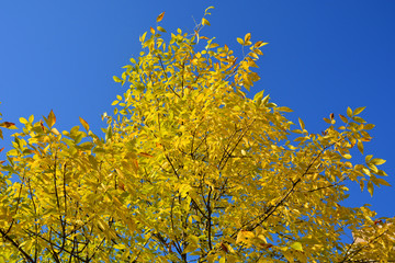 Fototapeta premium Autumn background with yellow leaves. Colorful autumn yellow foliage , closeup. 